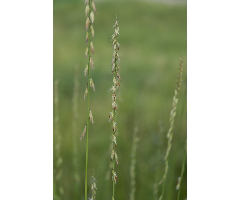 Sideoats Grama